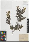 Foto von Salix purpurea L.